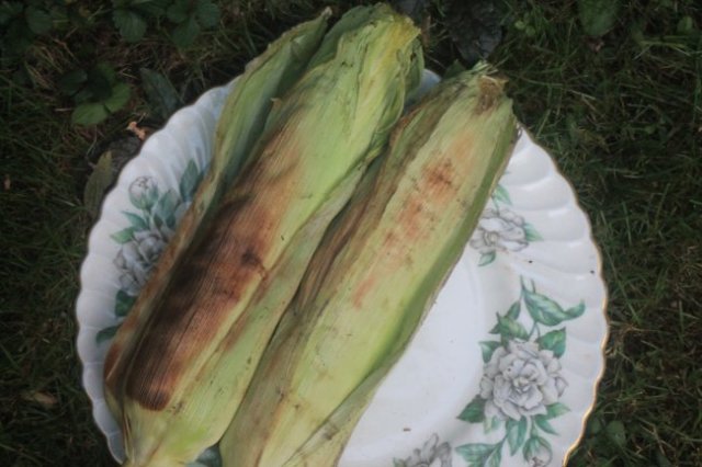 Grilled corn, charcoal corn, ear corn