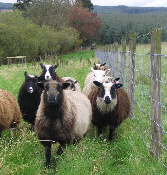 shetland sheep, lambs head, recipe, andrew from UK, wikipedia