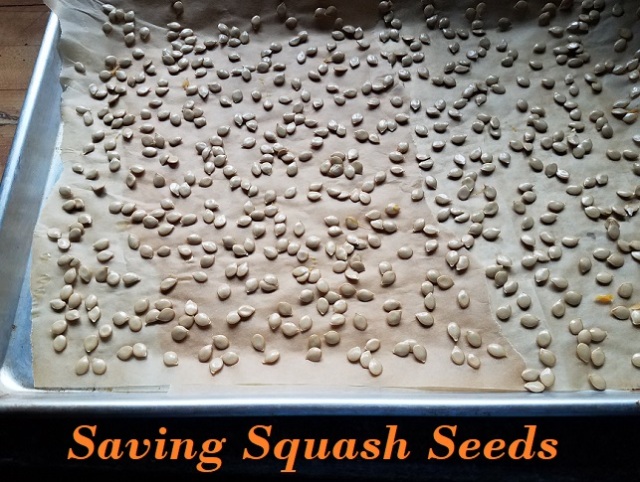 Homesteading, squash, seed saving