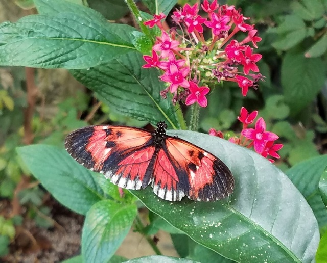 Butterflies, Magic Wings, Deerfield
