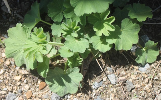 Homesteading, lady's mantle