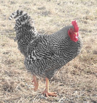 homesteading, rooster, barred rock