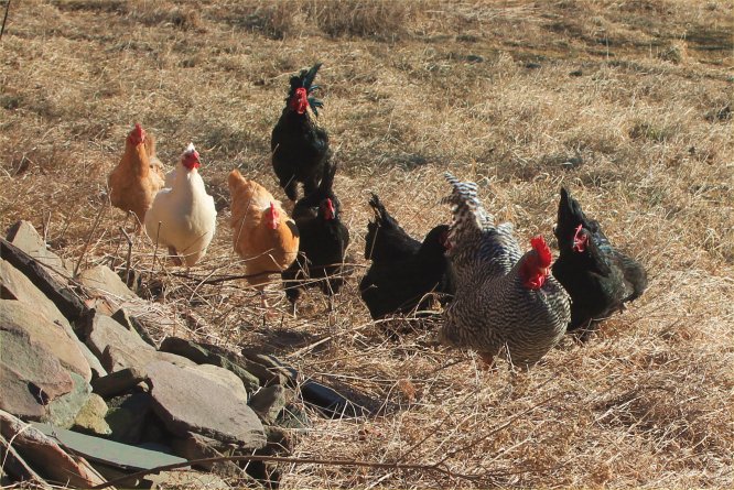 homesteading, chickens
